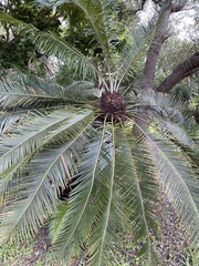 Cycas panzhihuaensis