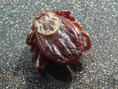 Dermacentor reticulatus