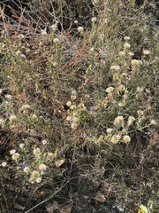 Dieteria canescens