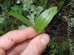 Streptopus lanceolatus