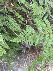 Pteridium aquilinum pubescens