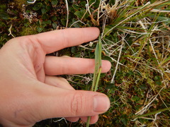 Arctagrostis latifolia