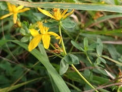 Hypericum perforatum
