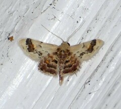 Idaea asceta