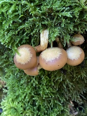 Kuehneromyces