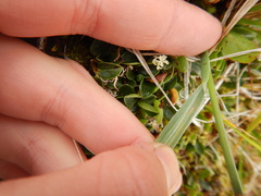 Arctagrostis latifolia