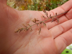 Arctagrostis latifolia