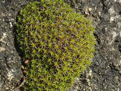 Syntrichia