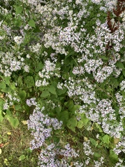 Symphyotrichum cordifolium