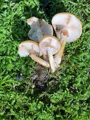 Kuehneromyces