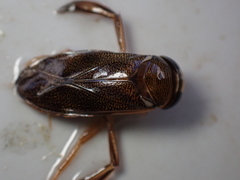 Corixa punctata
