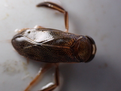 Corixa punctata