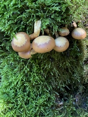 Kuehneromyces