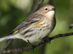 Setophaga coronata coronata