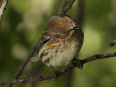 Setophaga coronata coronata