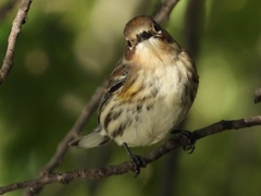 Setophaga coronata coronata