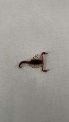 Vaejovis carolinianus