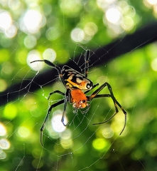 Leucauge fastigata