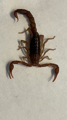 Vaejovis carolinianus