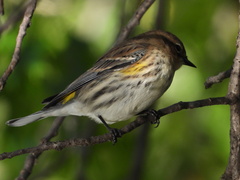 Setophaga coronata coronata
