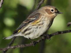 Setophaga coronata coronata