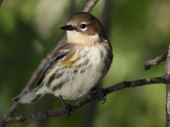 Setophaga coronata coronata