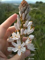 Asphodelus cerasiferus