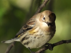Setophaga coronata coronata