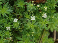 Galium humifusum