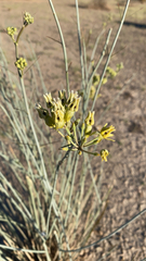 Asclepias subulata