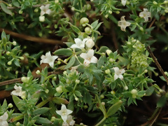 Galium humifusum