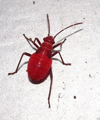 Leptocoris mitellatus