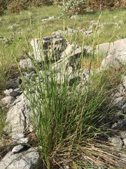 Festuca spectabilis