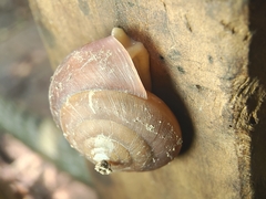 Quantula striata