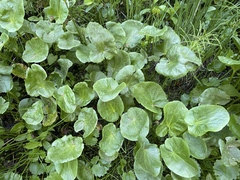 Caltha biflora