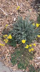 Achillea filipendulina