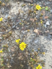 Deinandra