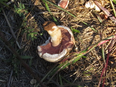 Agaricus campestris
