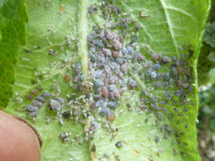 Dysaphis plantaginea