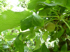 Dysaphis plantaginea