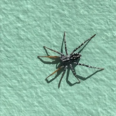 Nyssus coloripes