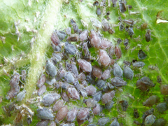 Dysaphis plantaginea