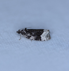 Apotomis capreana