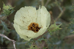 Argemone mexicana
