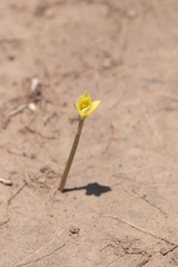 Zephyranthes longifolia