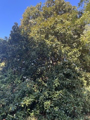 Magnolia grandiflora