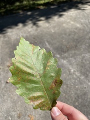 Quercus montana