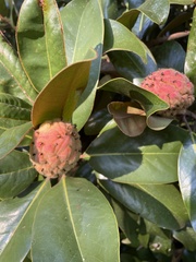 Magnolia grandiflora