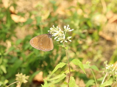 Euploea tulliolus koxinga