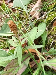 Prunella vulgaris